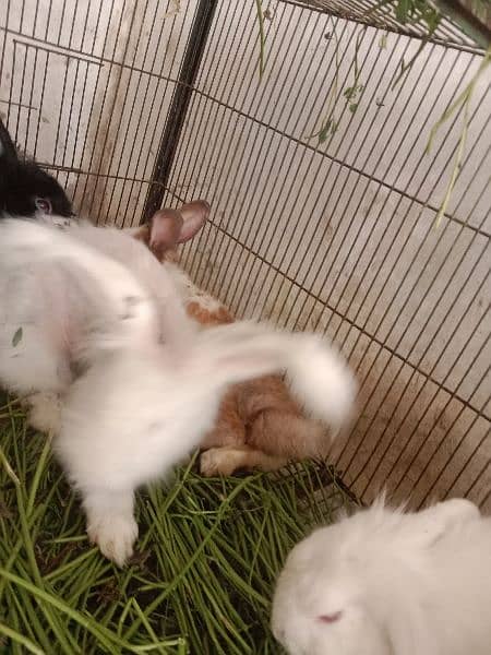 fancy angora rabbits and  line head rabbits for sale 8