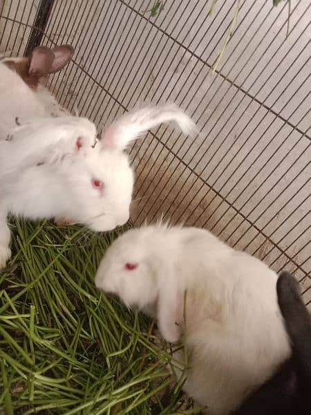 fancy angora rabbits and  line head rabbits for sale 9