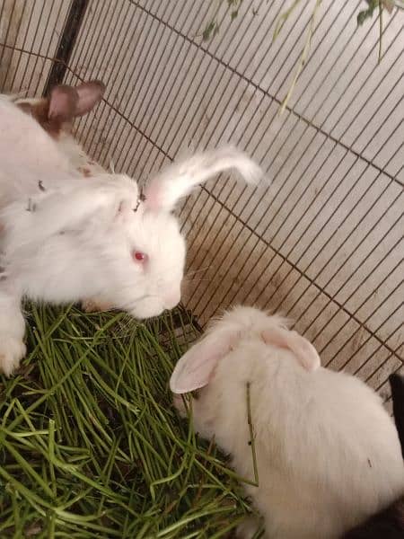 fancy angora rabbits and  line head rabbits for sale 10
