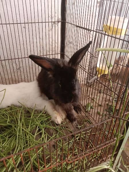 fancy angora rabbits and  line head rabbits for sale 11
