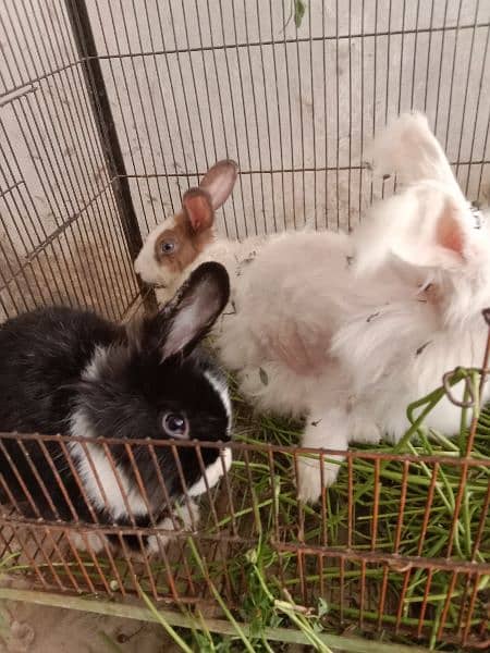fancy angora rabbits and  line head rabbits for sale 12