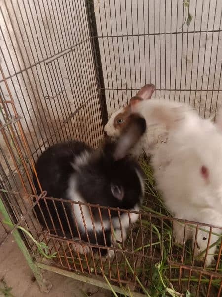 fancy angora rabbits and  line head rabbits for sale 13