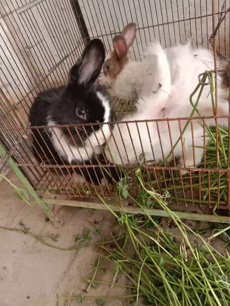 fancy angora rabbits and  line head rabbits for sale 14