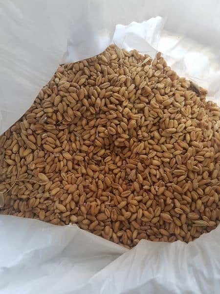 گندم برائے فروخت (Wheat for sale) 1