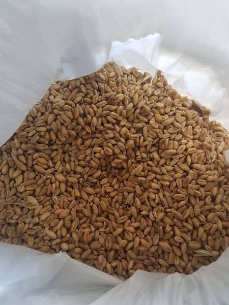 گندم برائے فروخت (Wheat for sale) 2