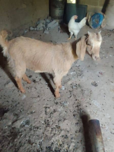 goats for sale 2