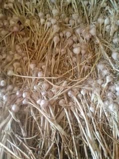 dry garlic fresh 0