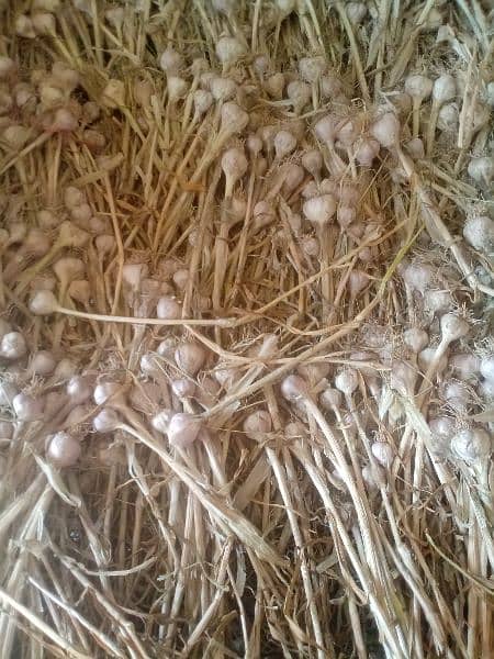 dry garlic fresh 0