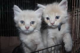 2 Females Pure Persian Cats 1 Month Age Soo Cute
