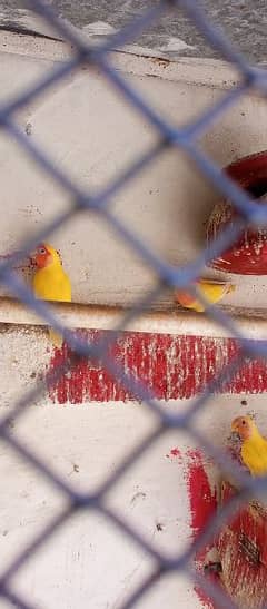 love bird lotino parrots 4 pairs