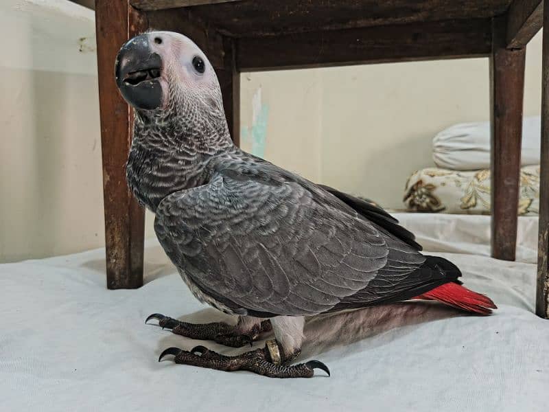 Grey Parrot Self Chick 0