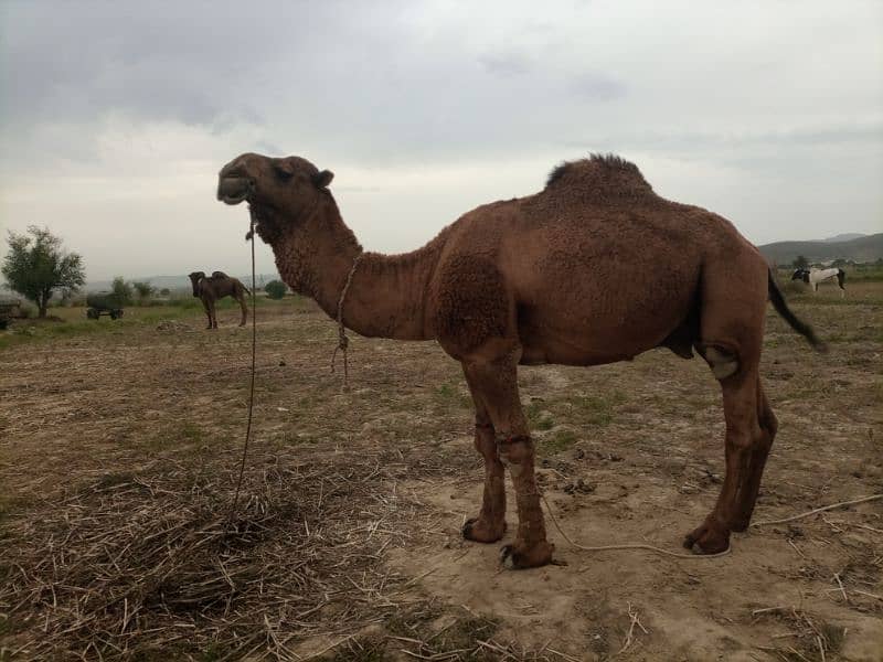 Camel for Sale 0