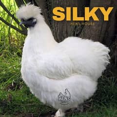 Silky Chicken, Silky Eggs, Silky Chick