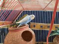 Budgies pair for sale