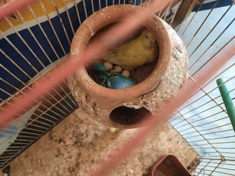 Budgies pair for sale 1