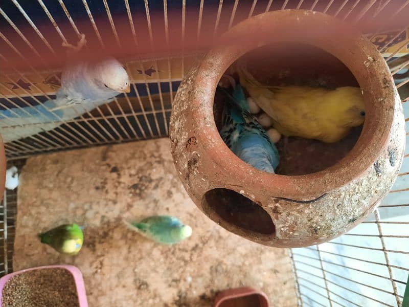 Budgies pair for sale 2