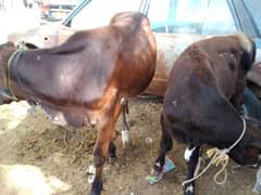 COW BABIES ( BACHRAY) 03042044312