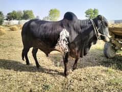 Black Desi Bull For Qurbaani
