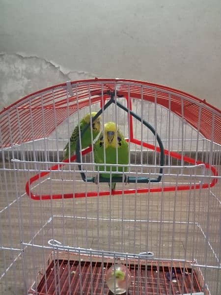 Pair of Parrot 0