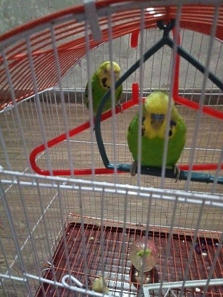 Pair of Parrot 1