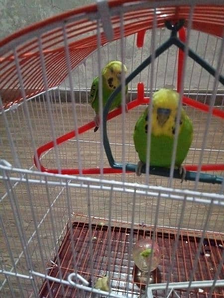 Pair of Parrot 3