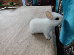Dwarf Hotot female bunny for sale