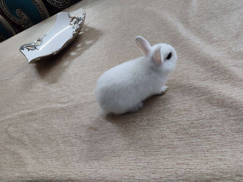 Dwarf Hotot female bunny for sale 2