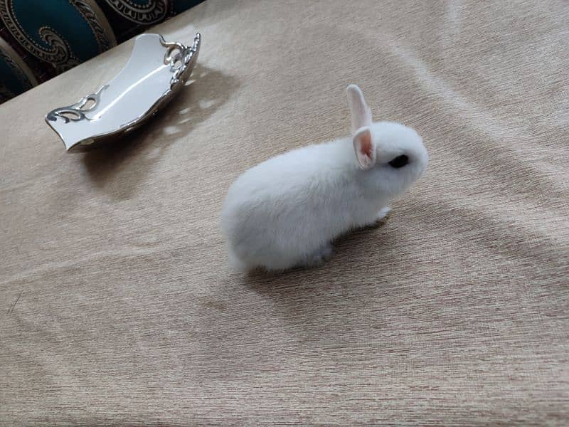 Dwarf Hotot female bunny for sale 3