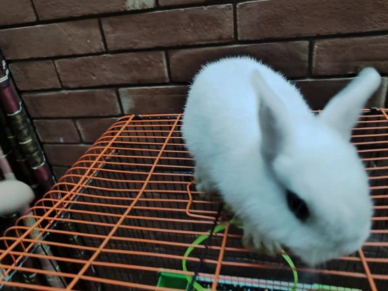 Dwarf Hotot female bunny for sale 4