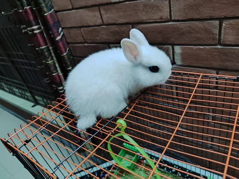 Dwarf Hotot female bunny for sale 5