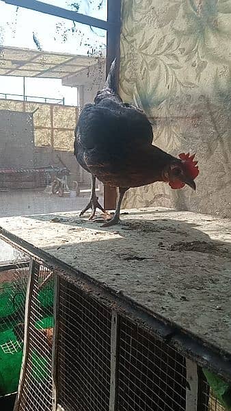 Pure Desi and Aseel Hens 5