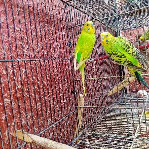 Breeder Pairs of budgies with babies available for sale 1