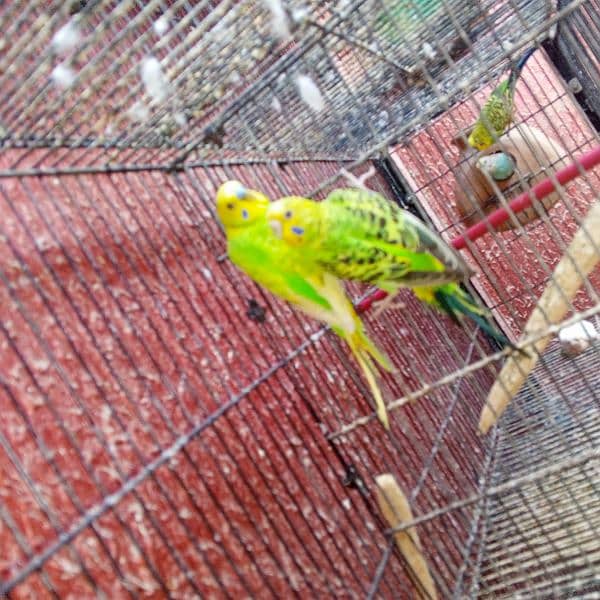 Breeder Pairs of budgies with babies available for sale 2