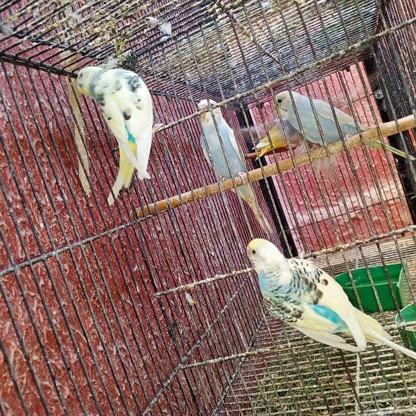 Breeder Pairs of budgies with babies available for sale 4