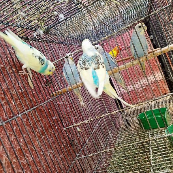 Breeder Pairs of budgies with babies available for sale 5