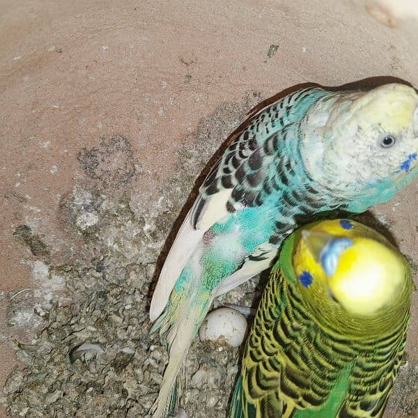 Breeder Pairs of budgies with babies available for sale 7