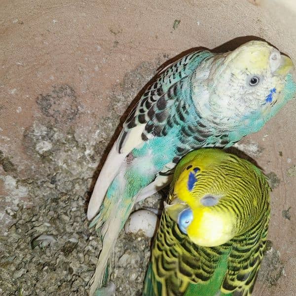 Breeder Pairs of budgies with babies available for sale 8