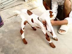 bakri with one month male kid ( 03130201455 )