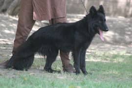 garman shepherd black female 0