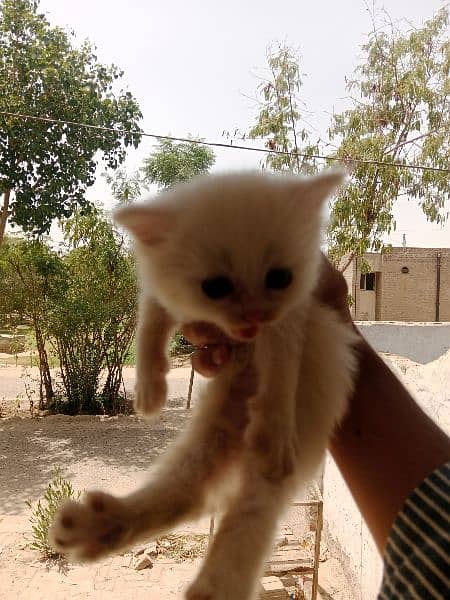 kitten full active and healthy 3