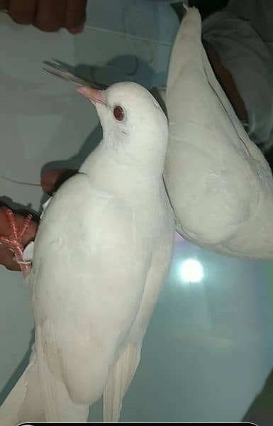 Red eyes white dove looking new shelter 0