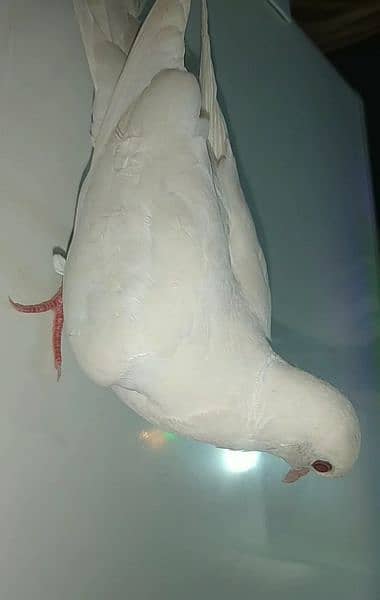 Red eyes white dove looking new shelter 1