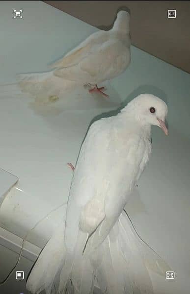 Red eyes white dove looking new shelter 3