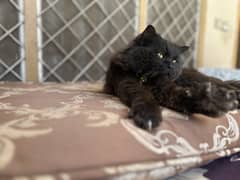 2 cats for sale Peshawar read add