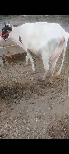 tazi cow sath wacha 7