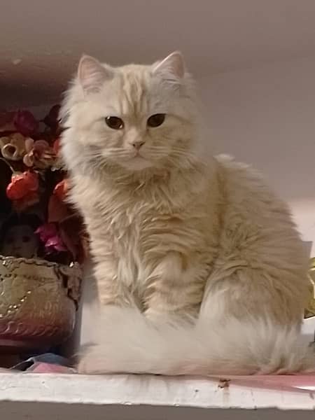 persian double coated Cat 4