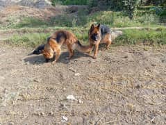German shepherds dog pair for sale