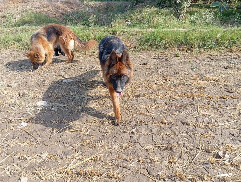German shepherds dog pair for sale 3
