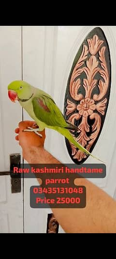 03435131048 Raw kashmiri parrot handtame friendly parrot