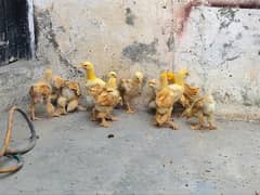Golden Buff Chicks